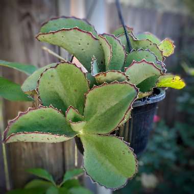 Kalanchoe Synsepala