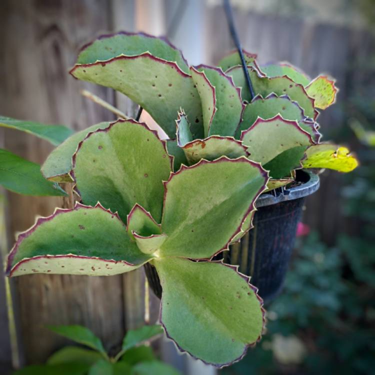 Plant image Kalanchoe Synsepala