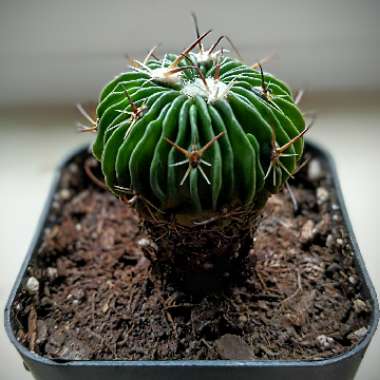 Stenocactus multicostatus syn. Echinofossulocactus multicostatus