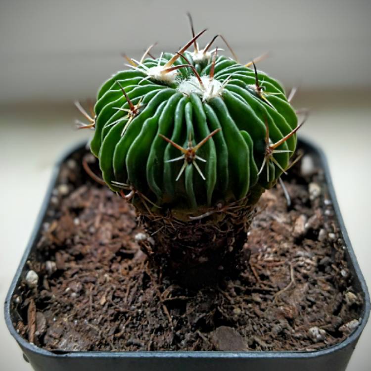 Plant image Stenocactus multicostatus syn. Echinofossulocactus multicostatus