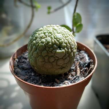 Pseudolithos Migiurtinus