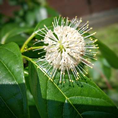 Cephalanthus occidentalis