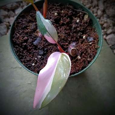 Philodendron 'Pink Princess'