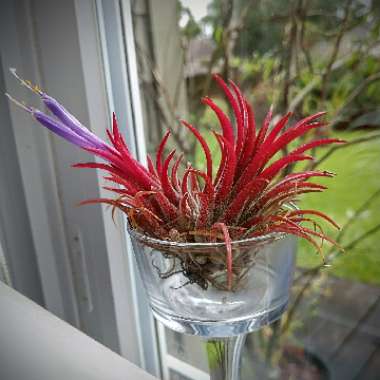 Airplant