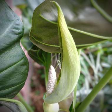 Elephant Ear (Alocasia)