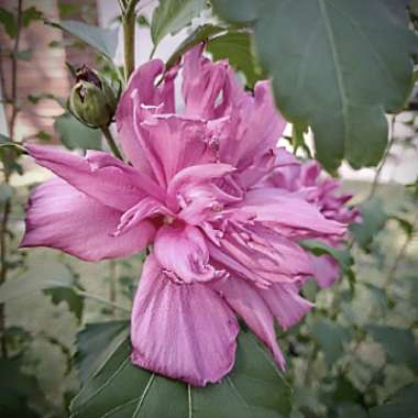 Rose Of Sharon