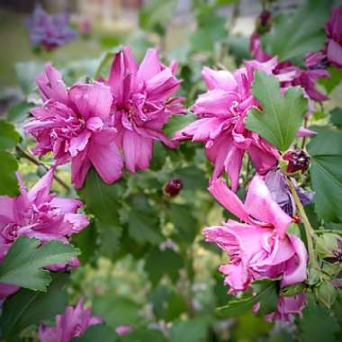 Rose Of Sharon