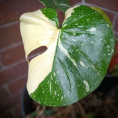 Monstera deliciosa 'Thai Constellation'