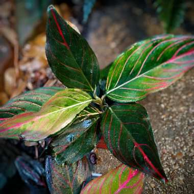 Chinese Evergreen