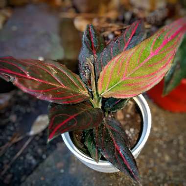 Chinese Evergreen