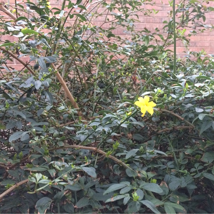 Plant image Jasminum humile 'Revolutum'