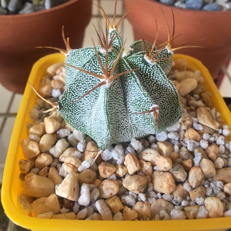 Plant image Astrophytum Ornatum