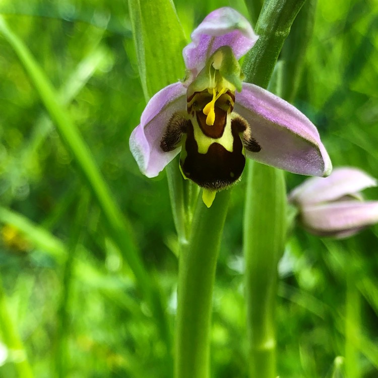 Plant image Ophrys apifera