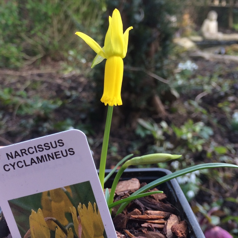 Plant image Narcissus cyclamineus