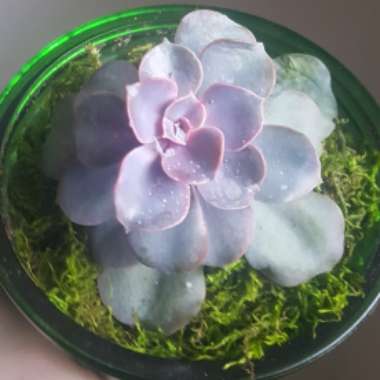 Echeveria 'Perle Von Nurnberg'