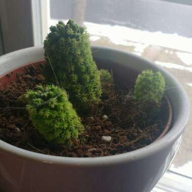 Thimble Cactus 'Fragilis'