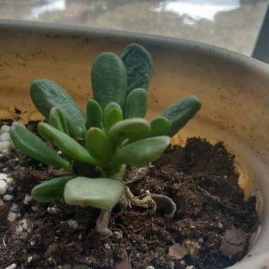 Crassula Ovata 'Ogre Ears'