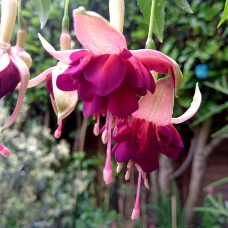 Plant image Fuchsia 'Bella Rosella'