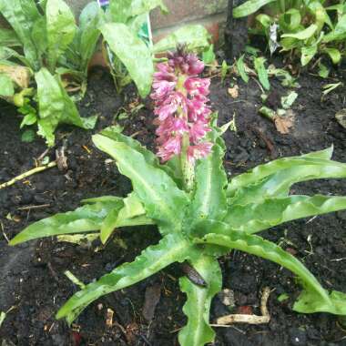 Pineapple Lily (Species) Montane Pineapple Lily