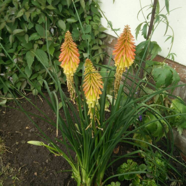 Plant image Kniphofia 'Pineapple Popsicle' (Popsicle Series)