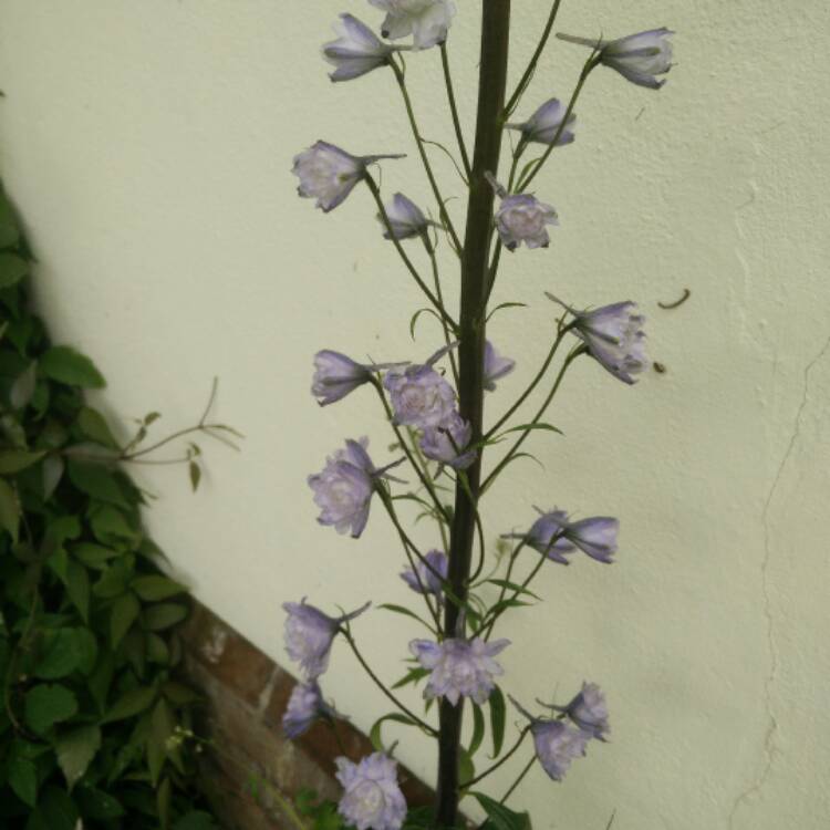 Plant image Delphinium 'Highlander Cha Cha'