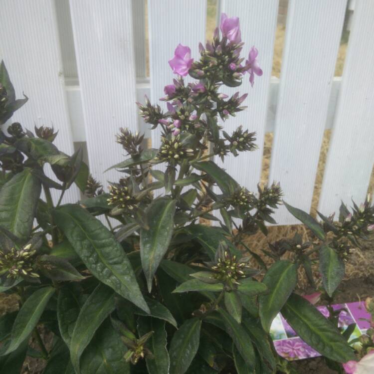 Plant image Phlox paniculata 'Laura'