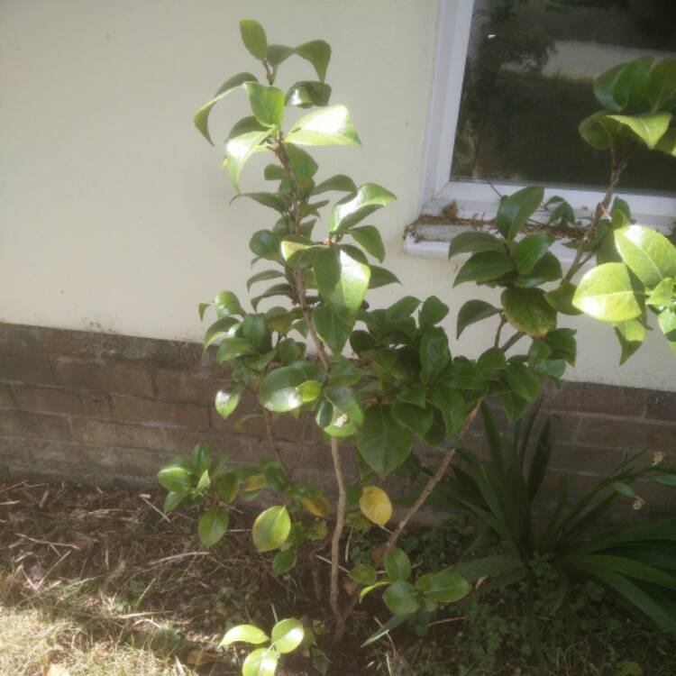 Plant image Camellia japonica 'Greensboro Red'