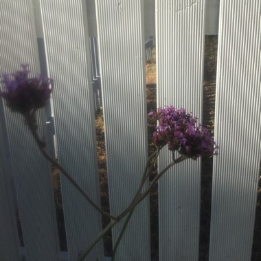 Purple Top Vervain