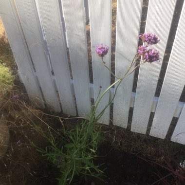 Purple Top Vervain