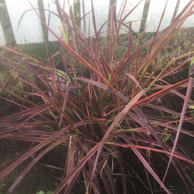 Fountain Grass 'Fireworks'