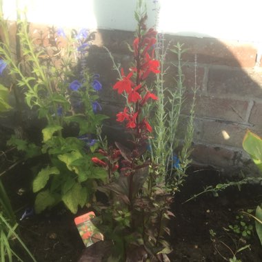 Lobelia 'Fan Scarlet'