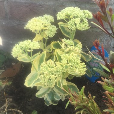 Stonecrop 'Frosted Fire'