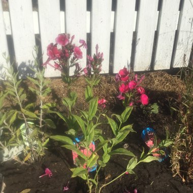 Phlox paniculata