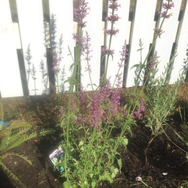 Agastache 'Golden Jubilee'