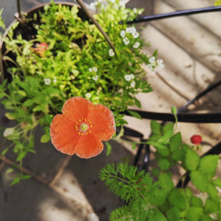 Plant image Papaver rhoeas 'American Legion'