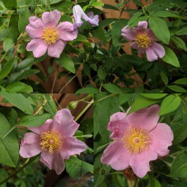 Rosa palustris