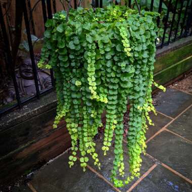 Lysimachia nummularia 'Aurea'