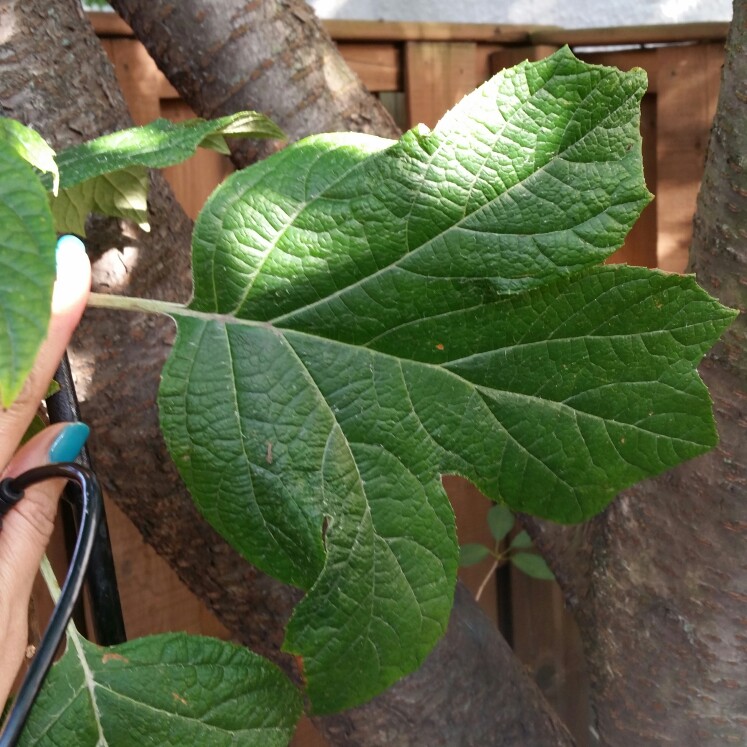 Hydrangea quercifolia