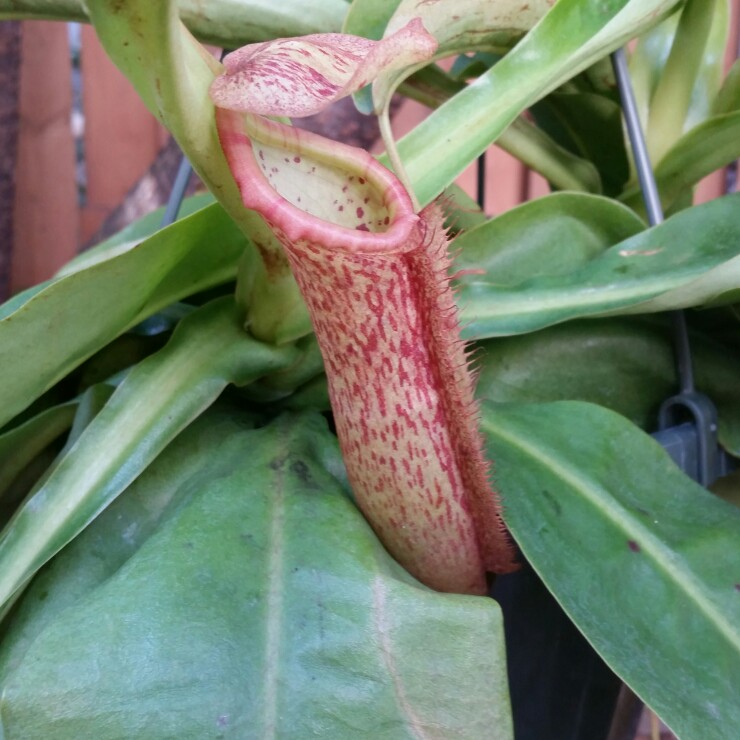 Nepenthes