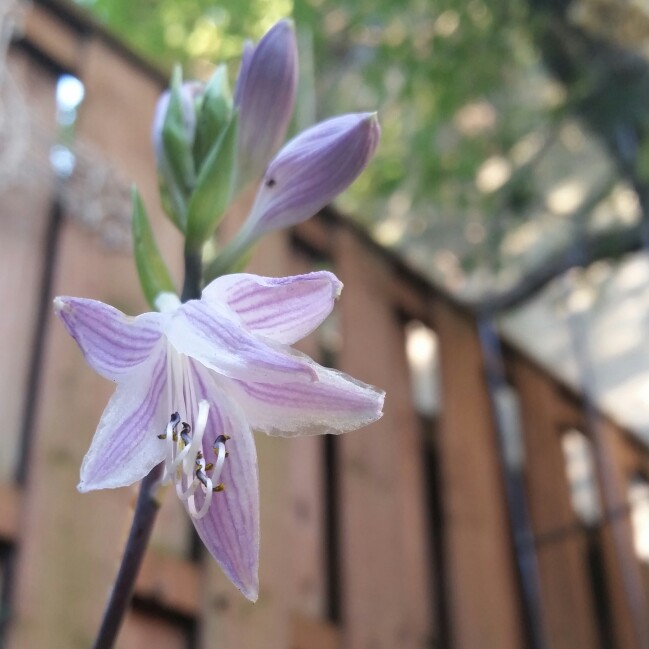 Plant image Hosta 'Curly Fries'