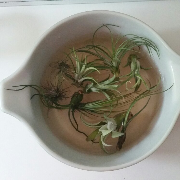 Tillandsia scaposa syn. Tillandsia ionantha var. scaposa