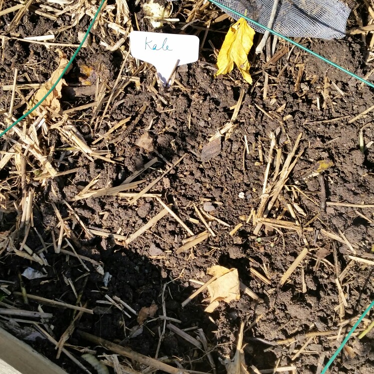 Brassica oleracea (Acephala Group) 'Nero di Toscana'