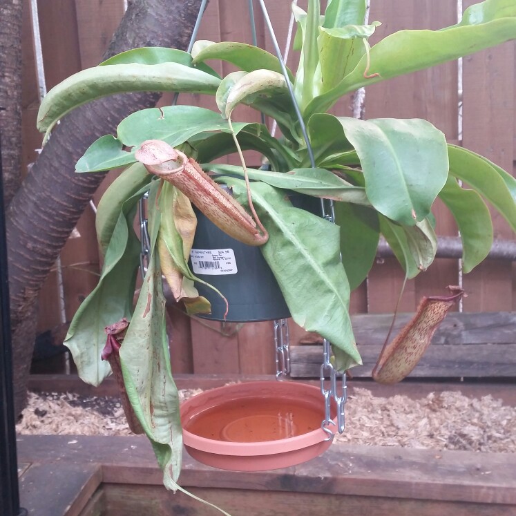 Nepenthes