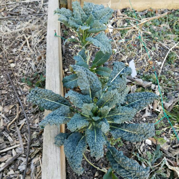 Plant image Brassica oleracea (Acephala Group) 'Nero di Toscana'