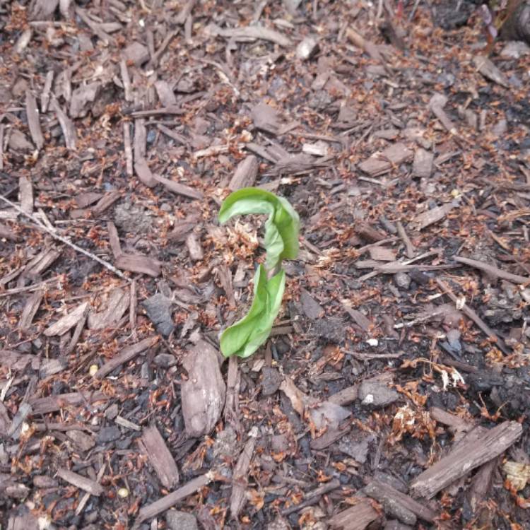 Plant image Mertensia virginica syn. Mertensia pulmonarioides