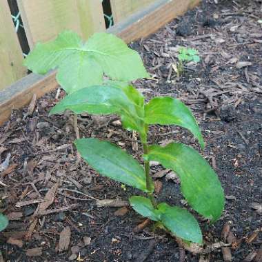 Tricyrtis formosana