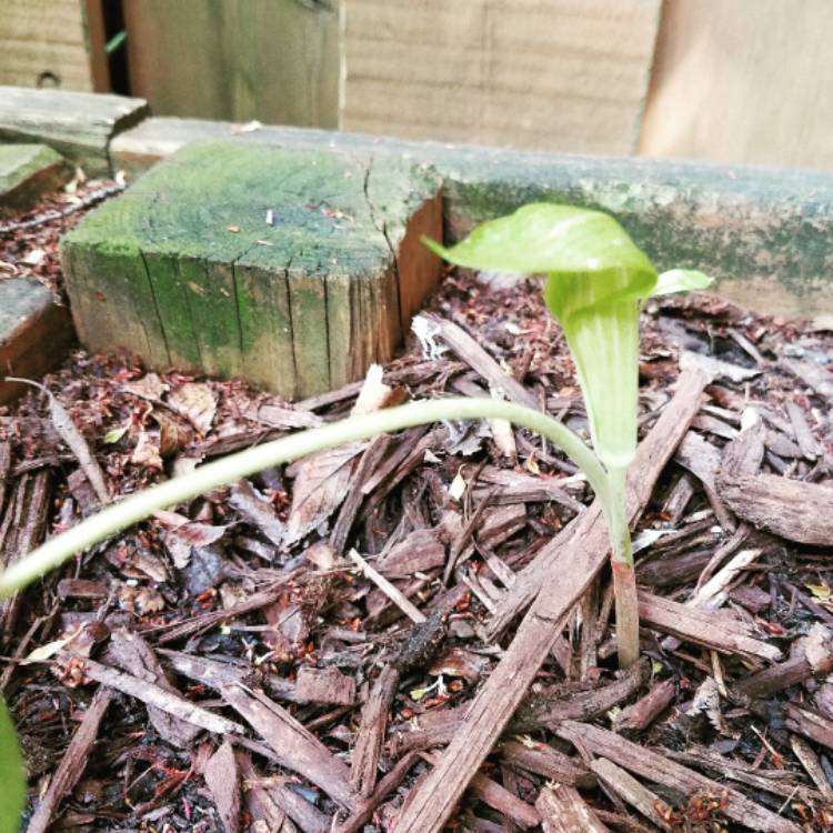 Plant image Arisaema sikokianum