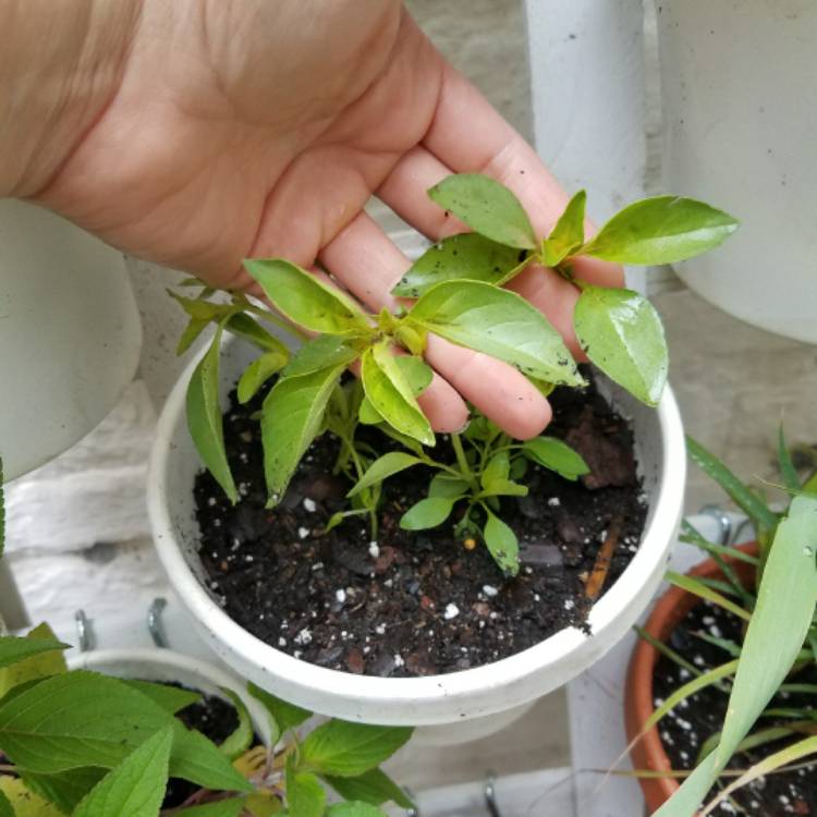 Plant image Ocimum x africanum 'Lime' syn. Ocimum basilicum 'Lime', Ocimum basilicum var. citriodorum 'Lime', Ocimum x citriodorum 'Lime', Ocimum citrodorum	'Lime'