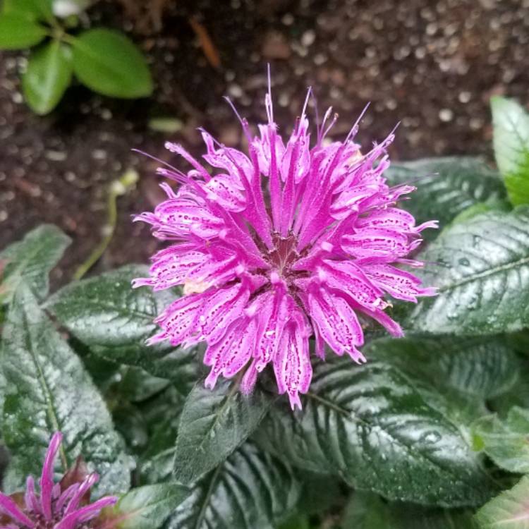 Plant image Monarda 'Leading Lady Lilac'