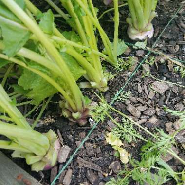 Brassica Rapa subsp. Rapa 'Purple Top Milan'